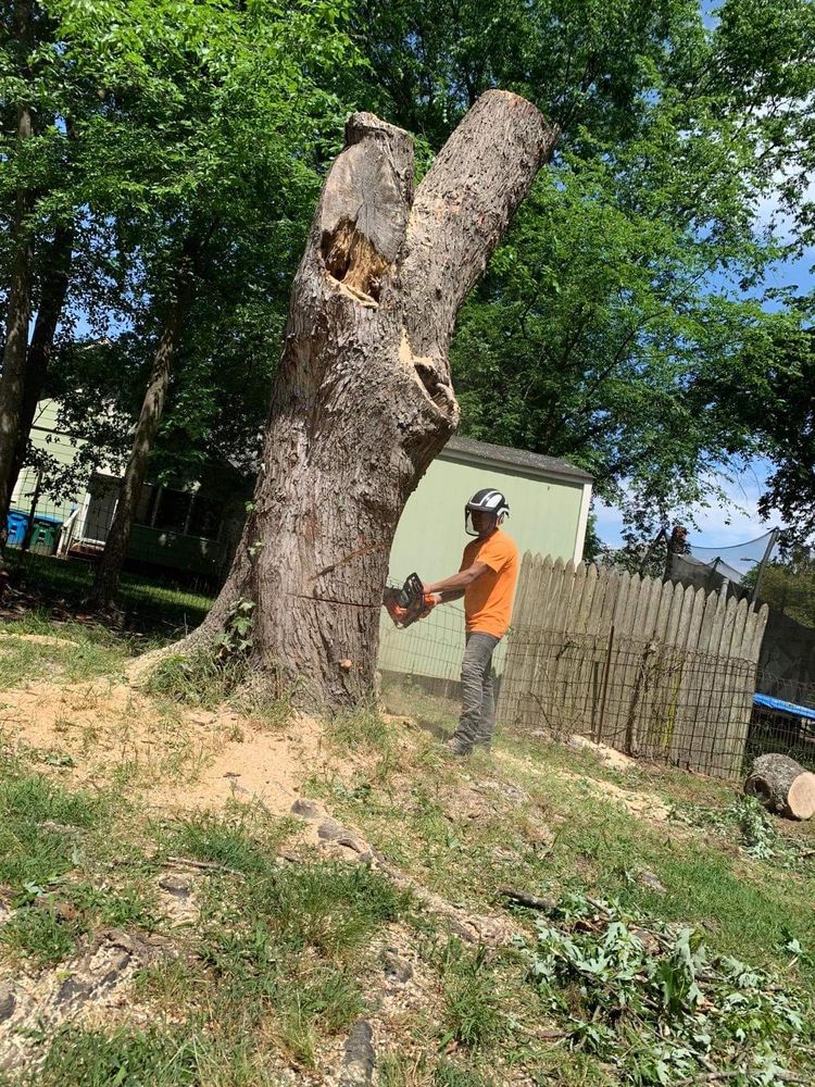 All Photos for Stem Tree Service in Belmont, NC