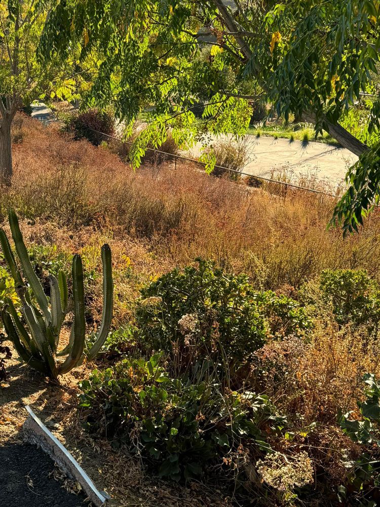 Property Clean Up for The Tree Fairy in Temecula, CA