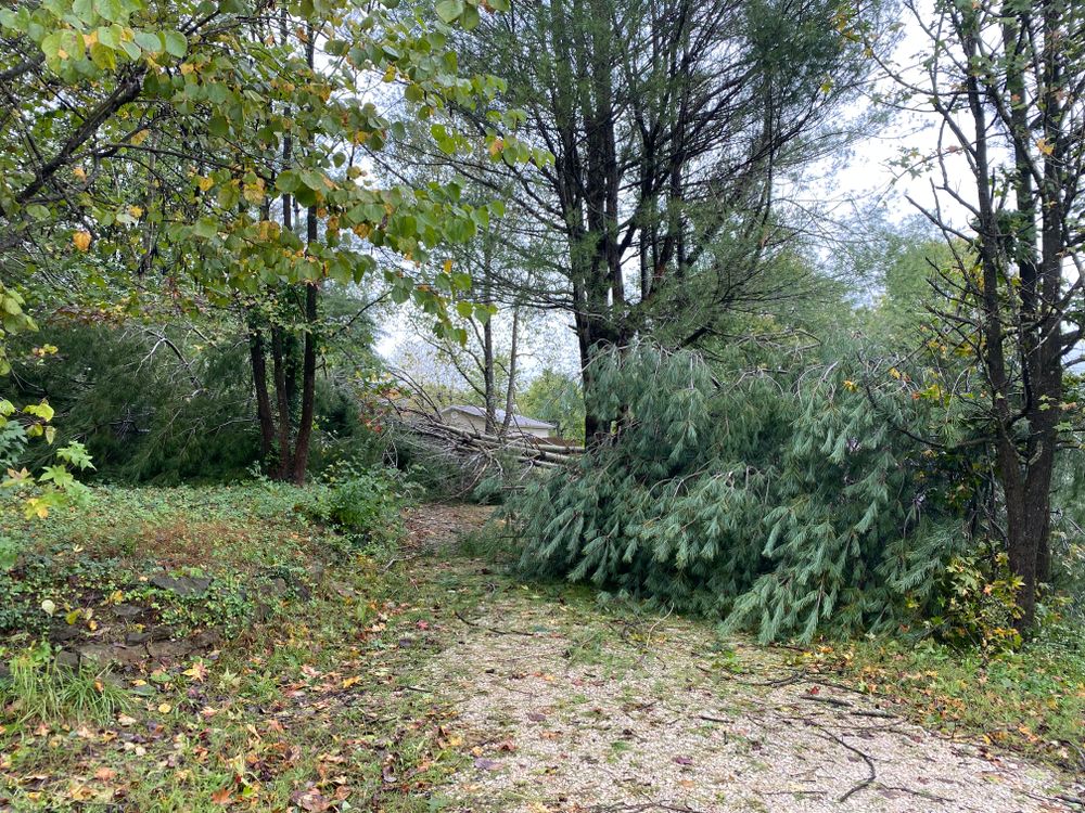 All Photos for Houtz Tree Service in Lexington, KY