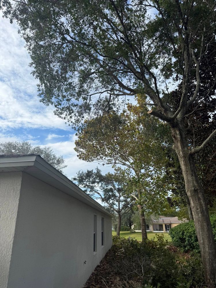 Tree Services for Grind Time Tree Service in Daytona, FL