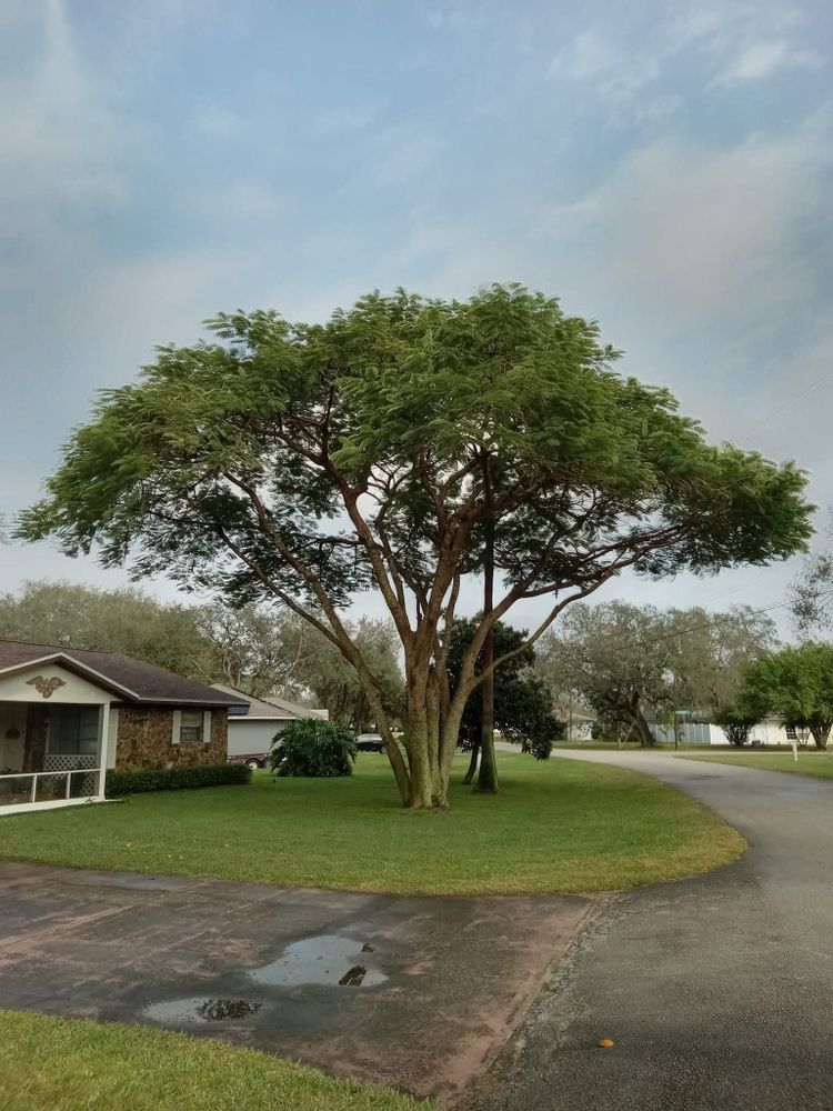 All Photos for Highlands Tree Service LLC in Avon Park, FL