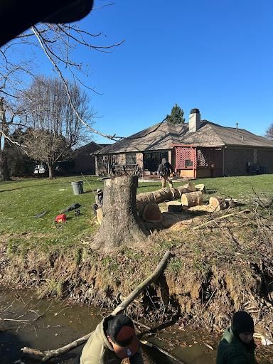 All Photos for Optimum Tree Service And Landscaping in Bowling Green, KY