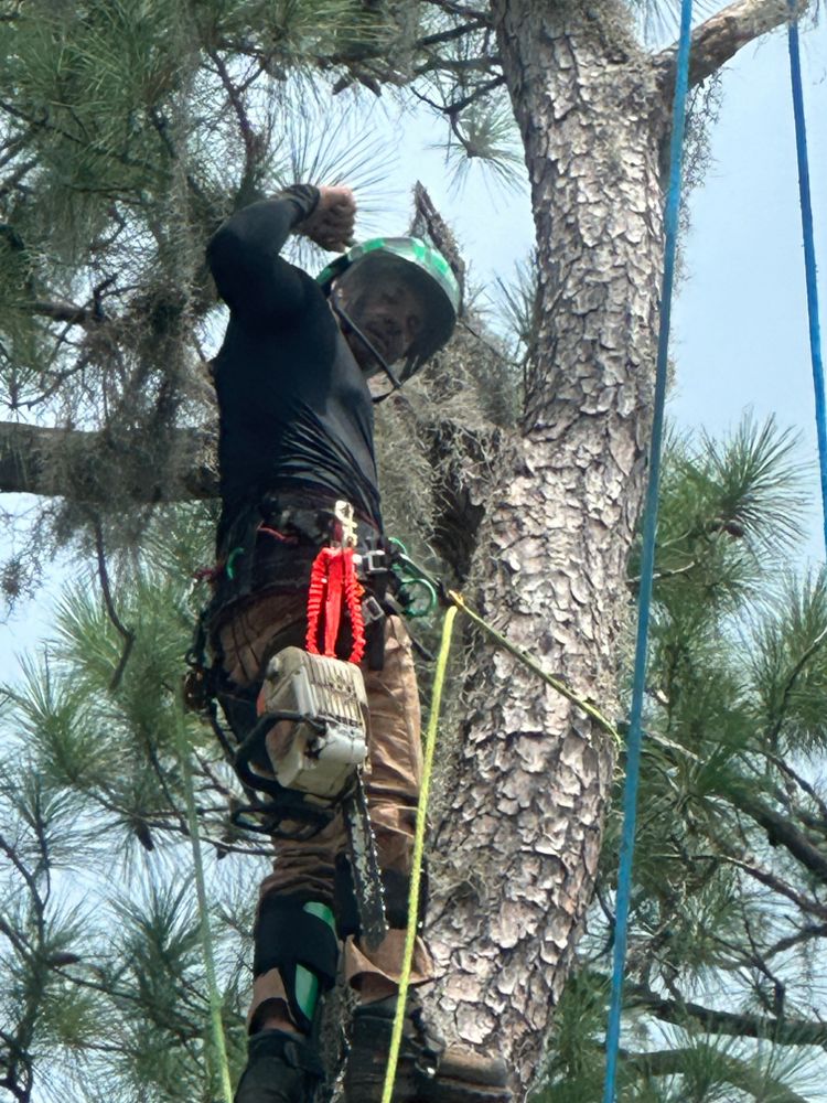 All Photos for Elite Tree & Landscape Services LLC in St. Augustine, FL