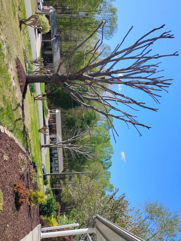 All Photos for The Webster Tree Service in Danville, VA