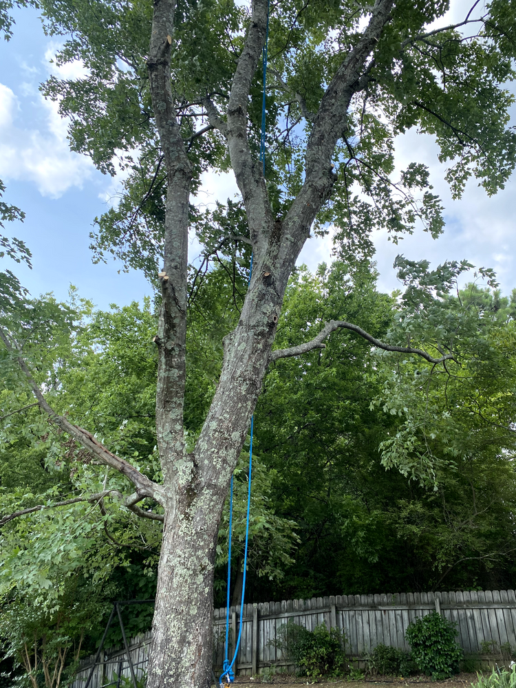 All Photos for Professional Tree Service USA in Chattanooga, TN