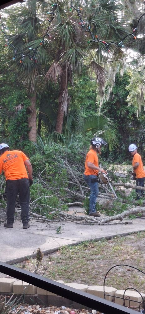 All Photos for Daniel Hickey’s Tree Service in DeLand, FL
