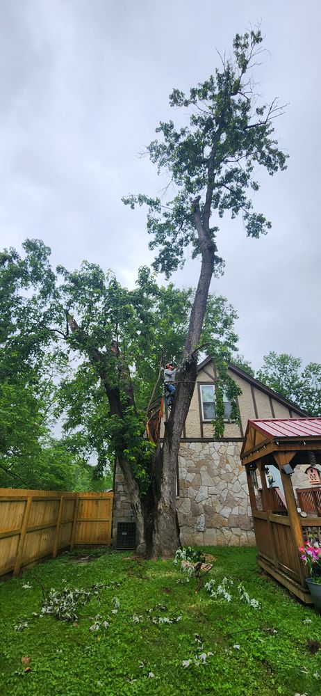 All Photos for Tree Fellers in Sumner County, TN