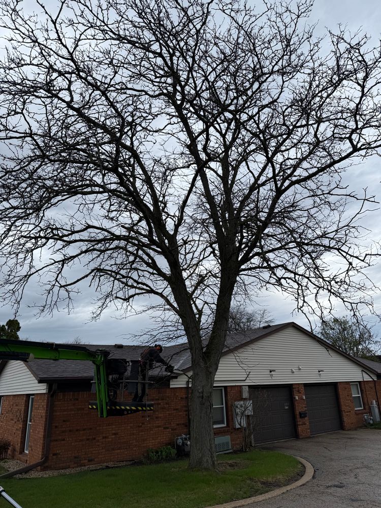 All Photos for Fransen's Tree Service  in Freeport, IL