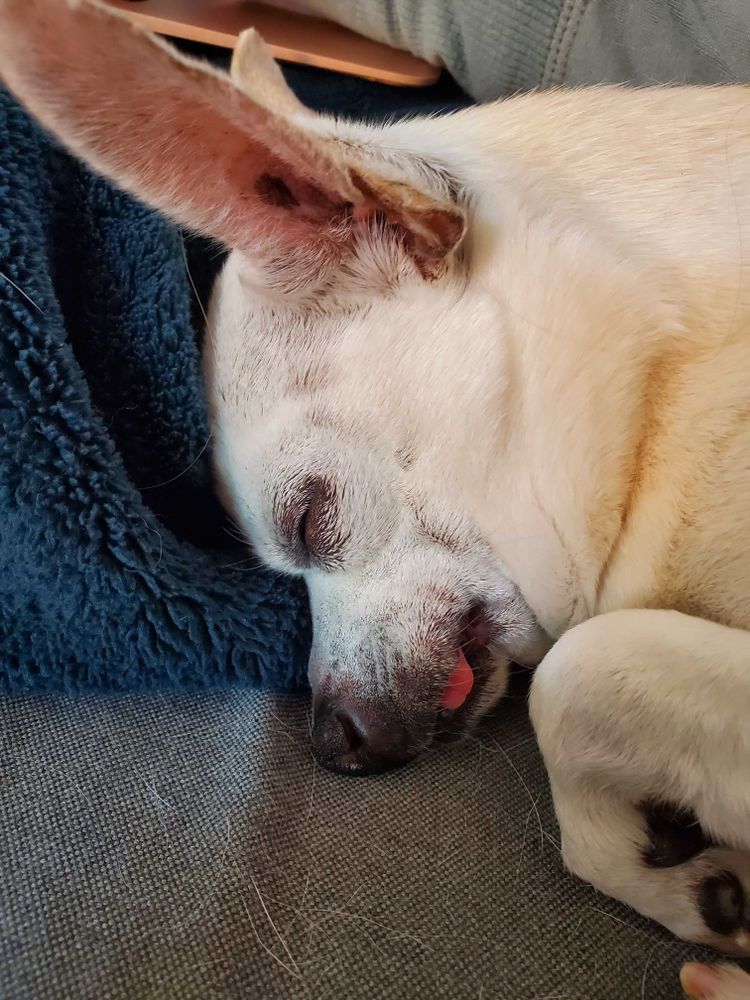 All Photos for Dumbo's Doggy Doors in City of Sammamish, WA