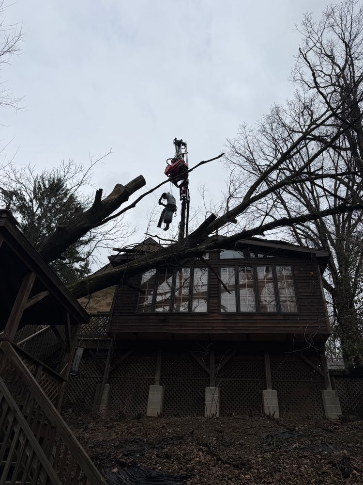 Shrub Trimming for JJ Tree Service in Gibsonia, PA