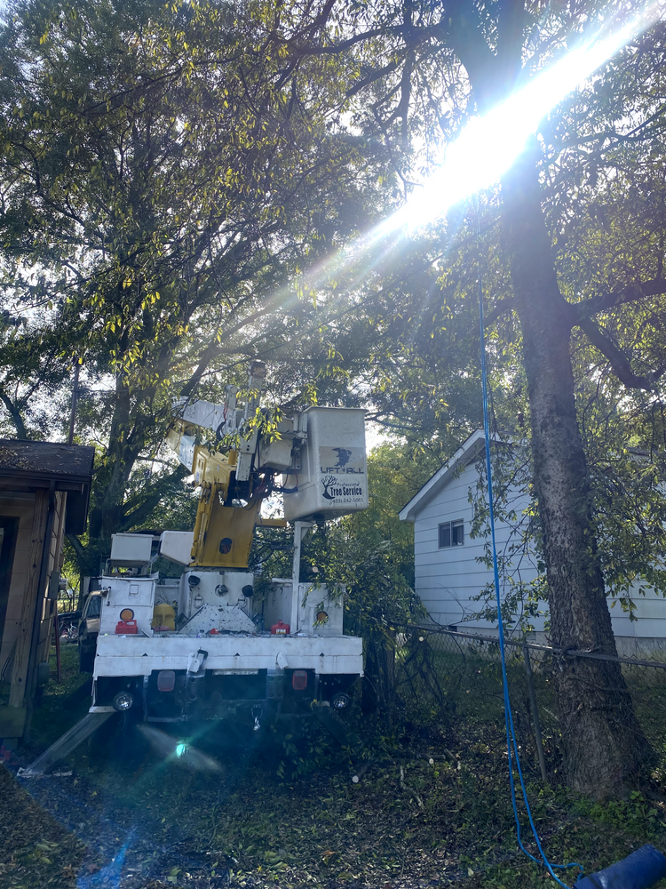 All Photos for Professional Tree Service USA in Chattanooga, TN