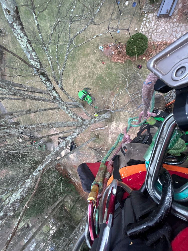 All Photos for DC TREE in Vernon, CT