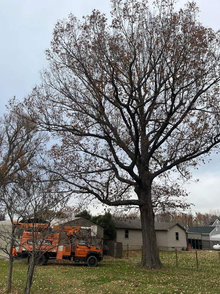 All Photos for Curtis Tree Service LLC in Hopkins County, KY