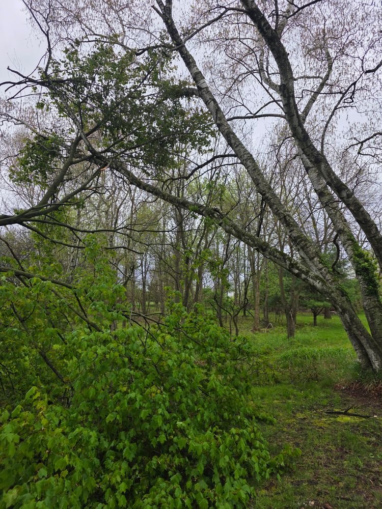 All Photos for D Hale Tree Service in Ann Arbor, MI