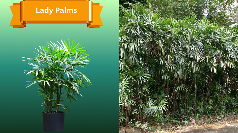 Plant Samples for R.B. & Company in Belleview, FL