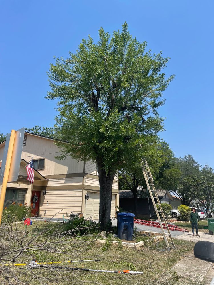 Tree Removal for Neighborhood Lawn Care and Tree Service  in San Antonio, TX