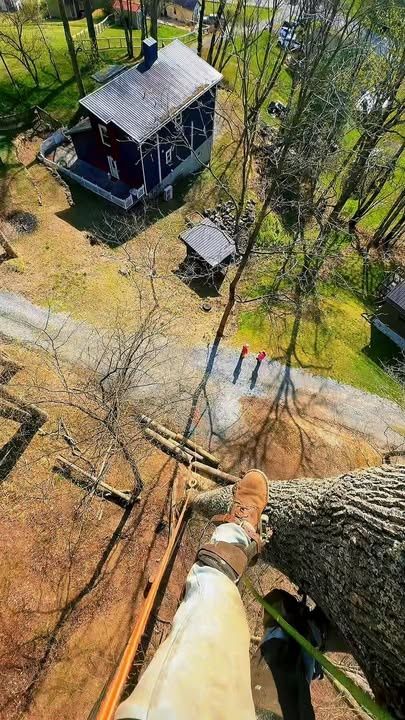 Tree Removal gallery for Precision Cutz Tree Services, LLC in Coeburn, VA