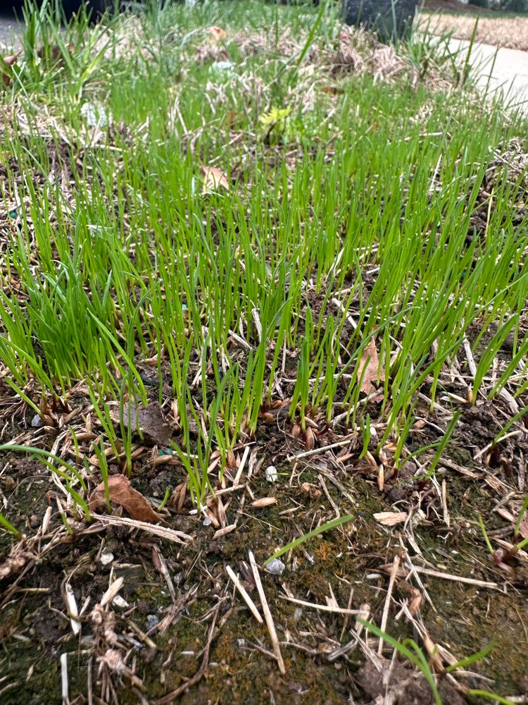 All Photos for Pecina Pine Needles in Monroe, NC