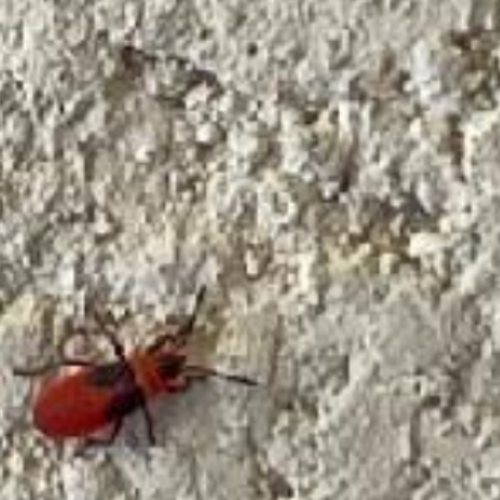 All Photos for Niko's Pest Control in Las Vegas, NV