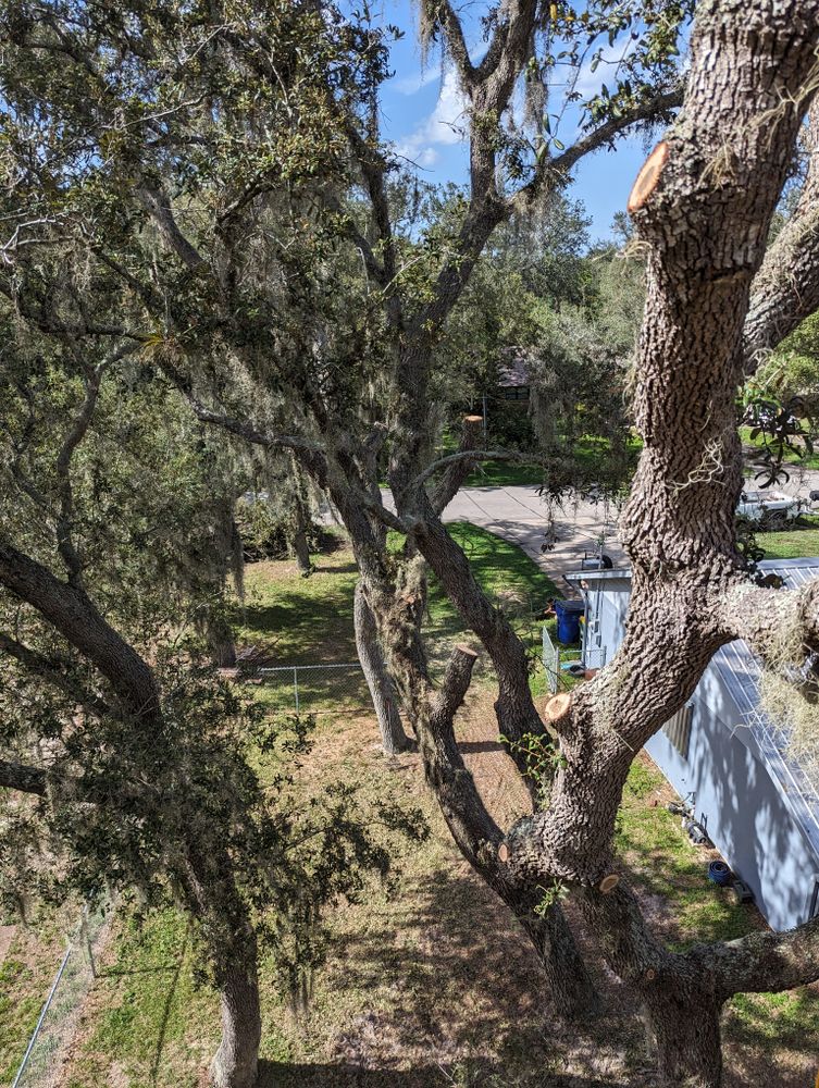 All Photos for Regal Tree Service and Stump Grinding in Wauchula, FL