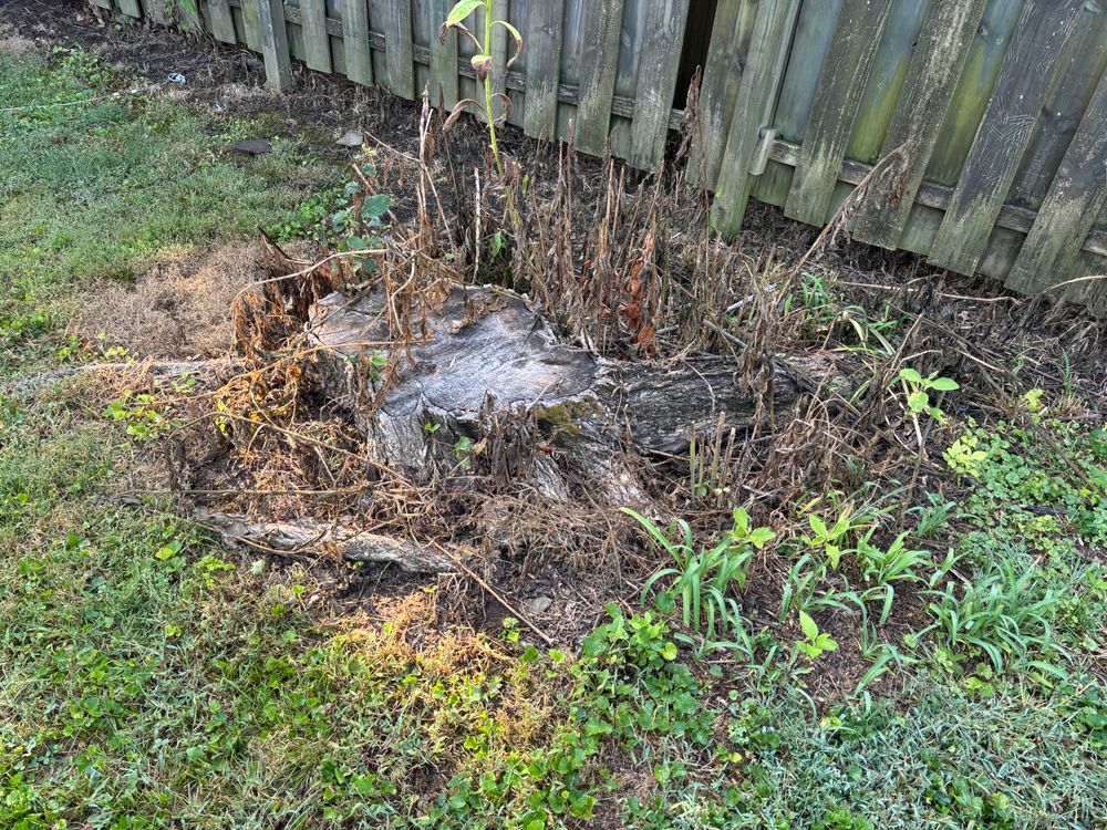 All Photos for Conrad's Stump Removal in Columbus, IN