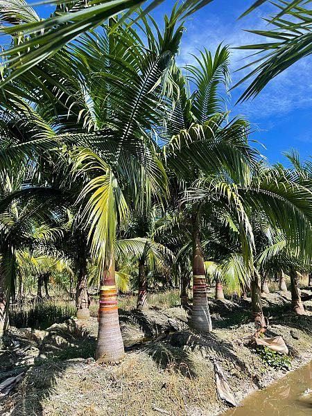 All Photos for Lawn Caring Guys in Cape Coral, FL