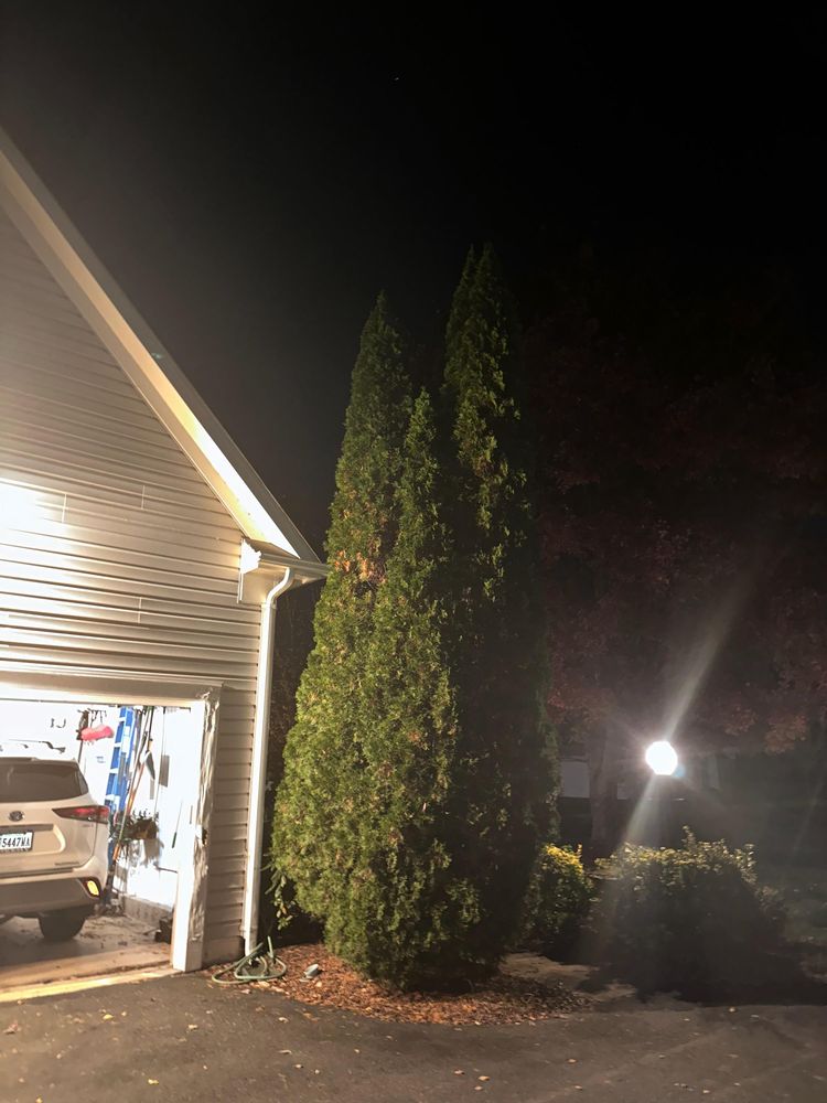 All Photos for DIAZ TREE in Stafford, VA