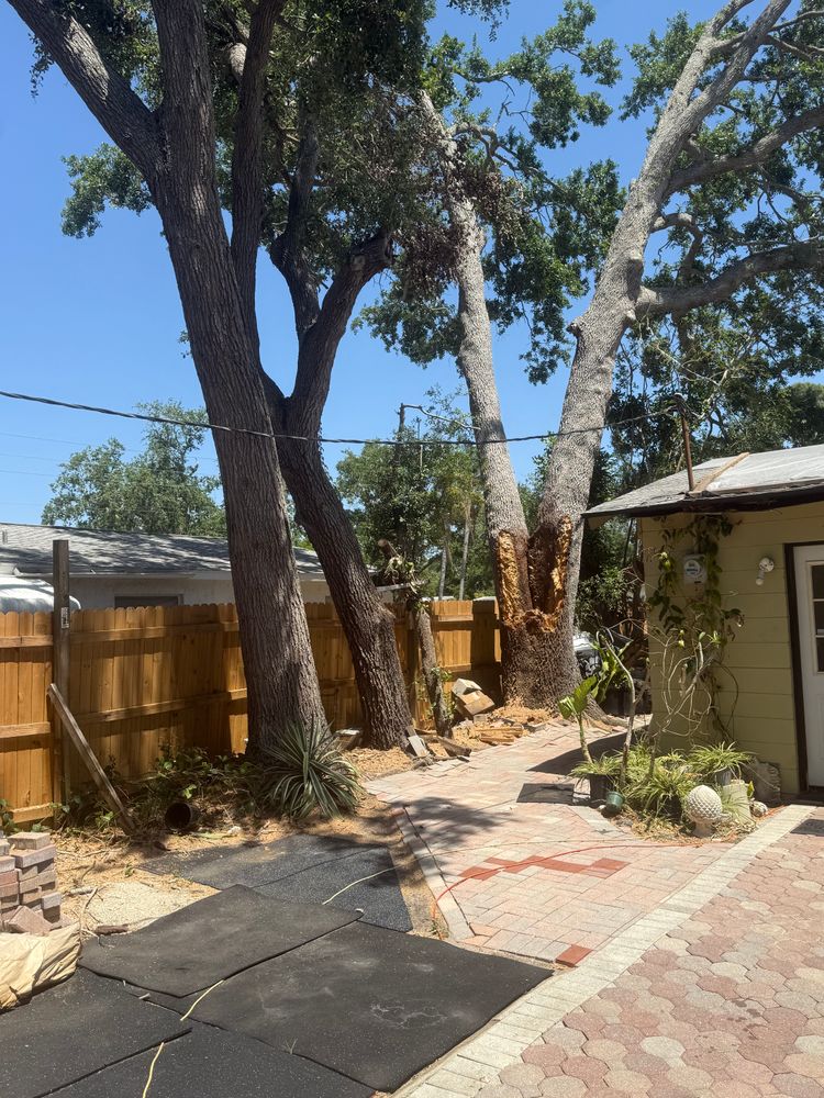 Tree Removal for Damian’s Tree Care in Sarasota, FL