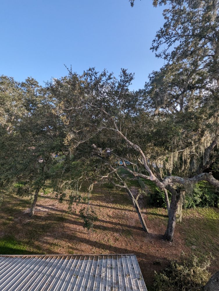 All Photos for Regal Tree Service and Stump Grinding in Wauchula, FL