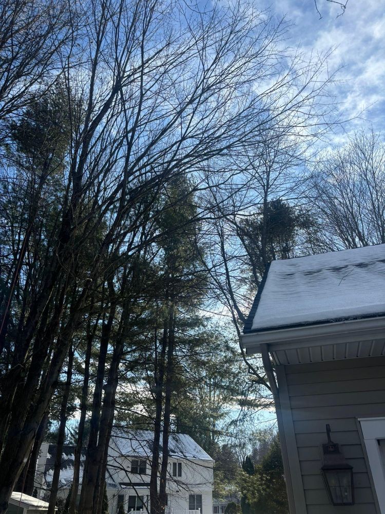 All Photos for T's Trees in Albany, NY