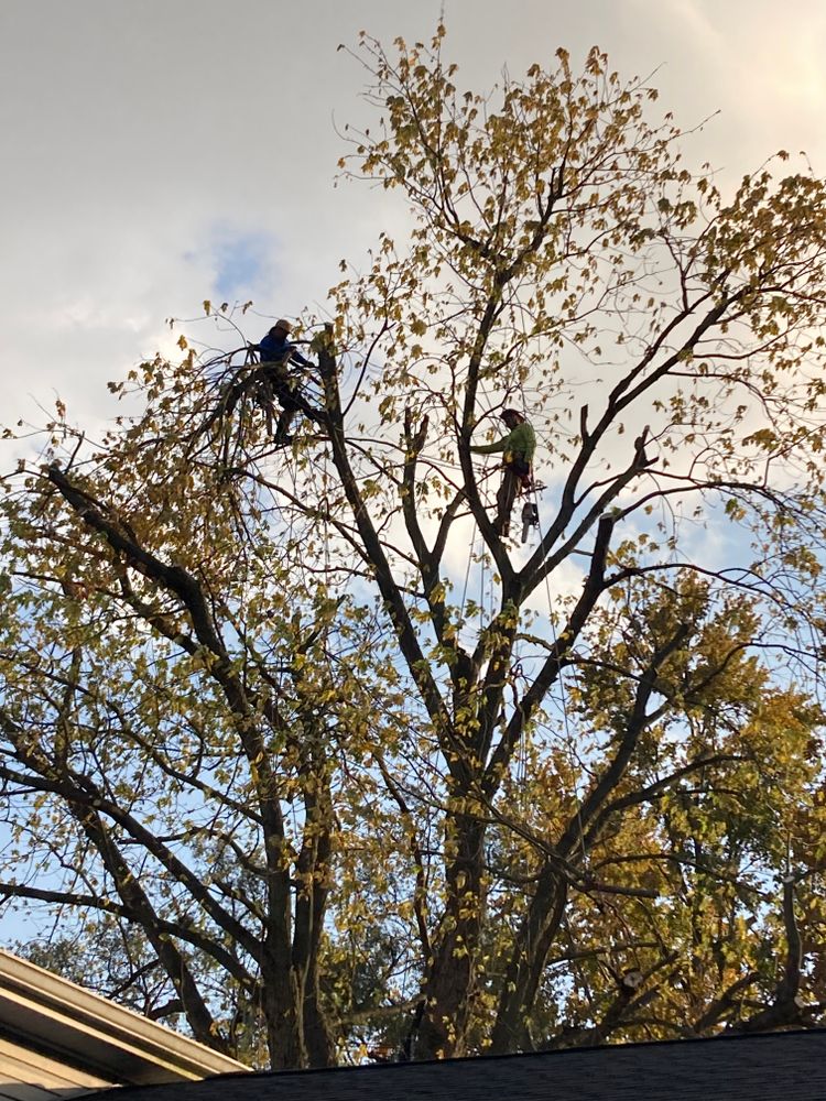 All Photos for Village Tree Service  in Whitestown, IN