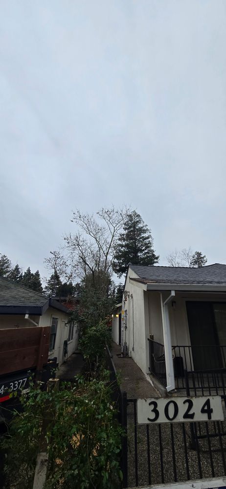 All Photos for George Staddan's Professional Tree Care in Placerville, CA