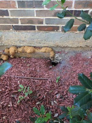 All Photos for Toppers Wildlife Removal in Garland, TX