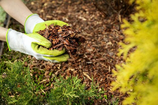 Enhance your landscape with our professional mulching service, adding aesthetic appeal and promoting healthy plant growth by retaining moisture, suppressing weeds, and improving soil fertility in your garden. for A Plus Demolitions Services in Pittsburgh, PA