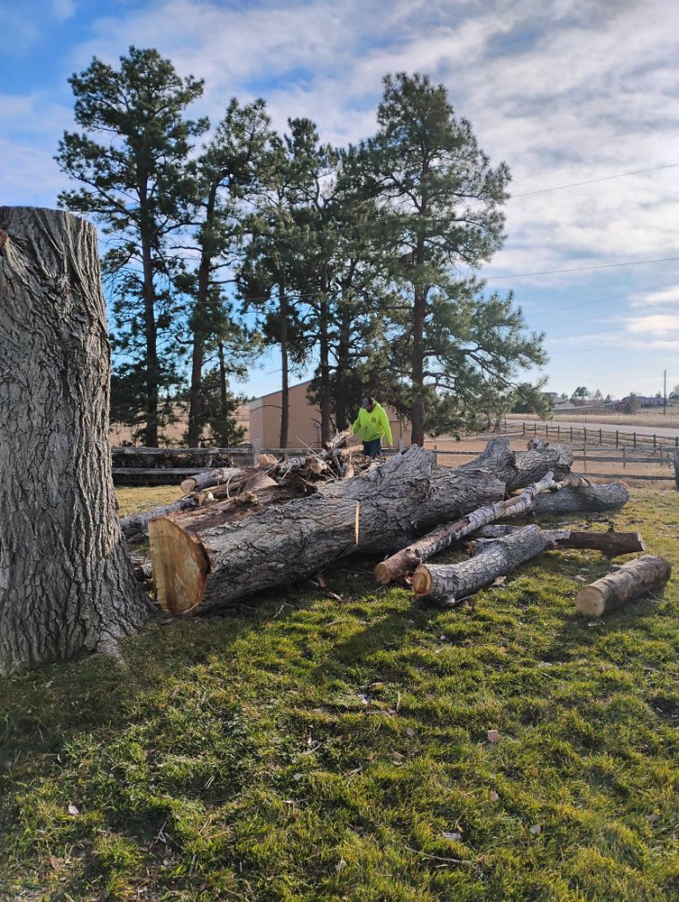 All Photos for Sloan Tree Service in Aurora, CO