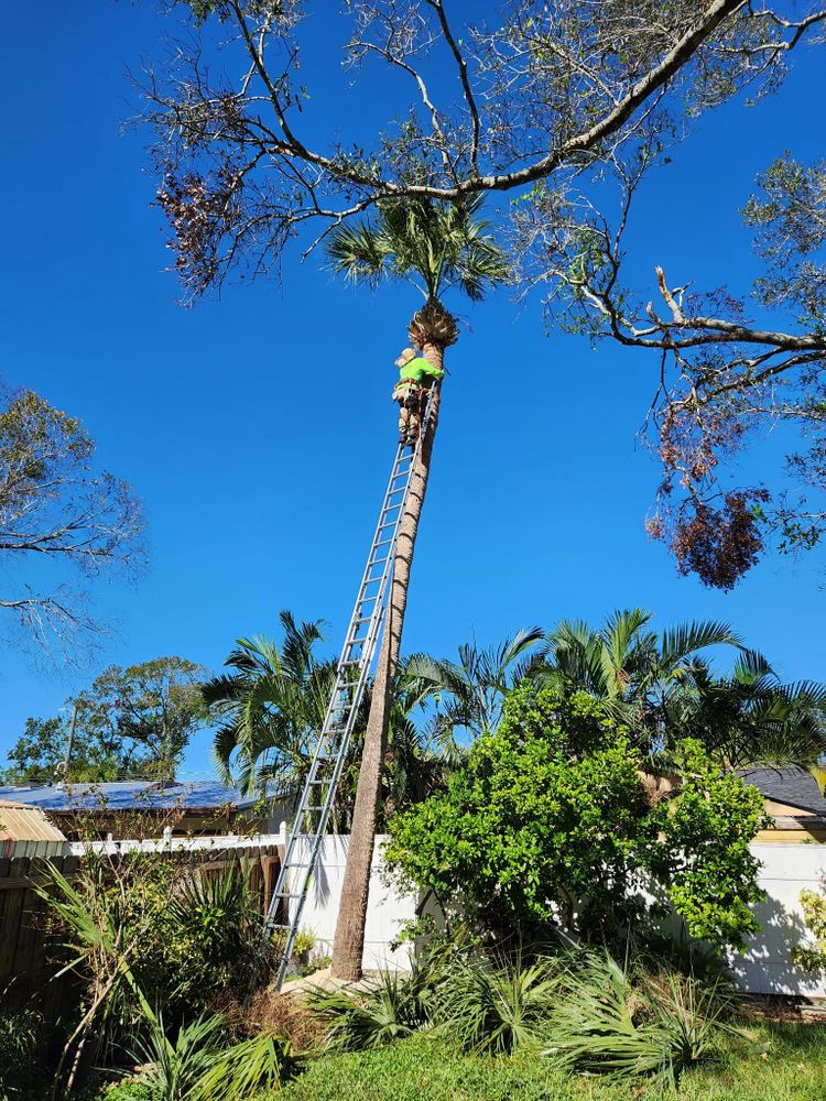 Tree Removal for Bills Tree Service in Valrico, FL