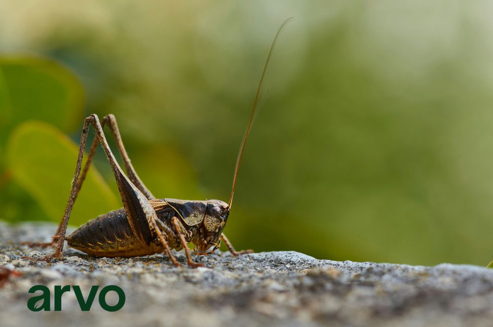 All Photos for Arvo Pest Control in Sandy, UT