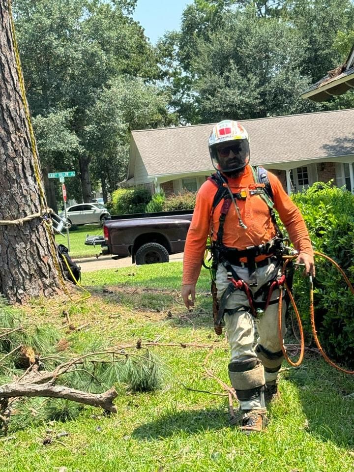 All Photos for Servin's Tree Care  in Houston, TX