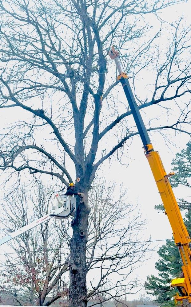 All Photos for Lamb Brothers Clearing in Murray, KY