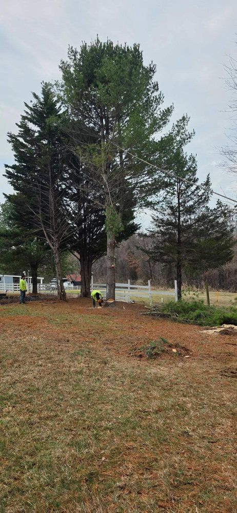 All Photos for Hamlett Tree Service LLC in Clover, VA