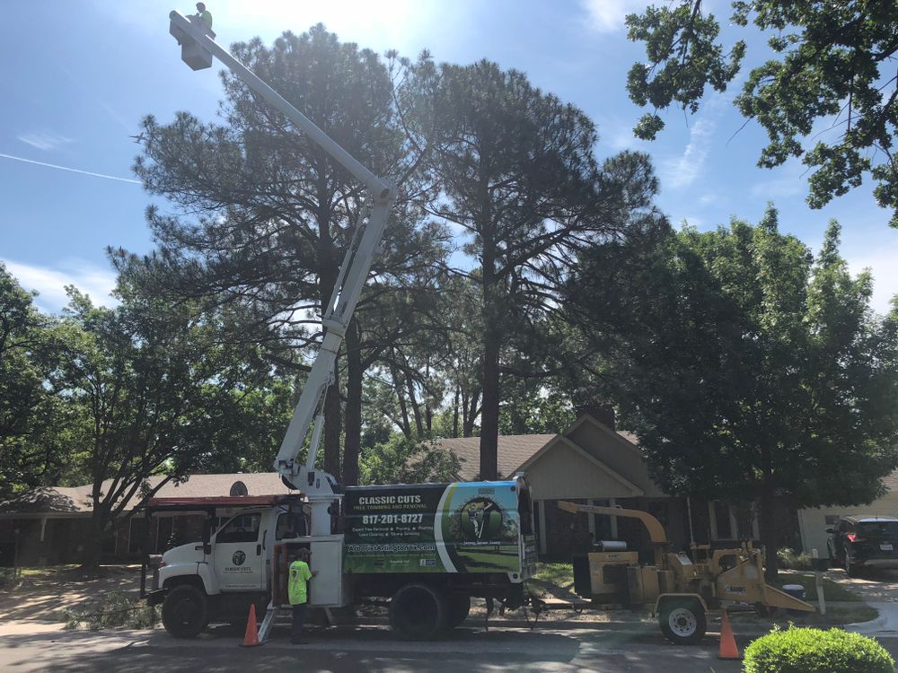 All Photos for Classic cut tree trimming and removal in Arlington, TX