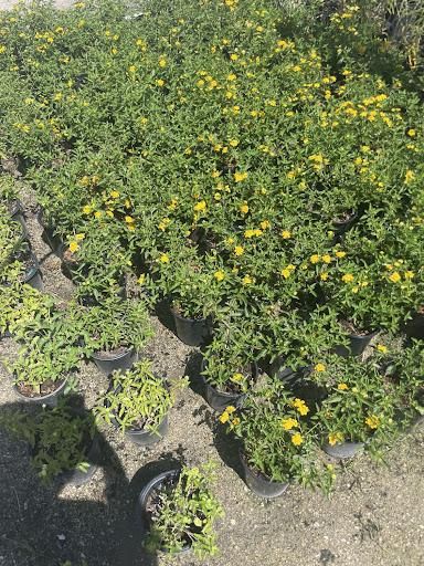 All Photos for Atlas Land Design in Creekside Park, TX