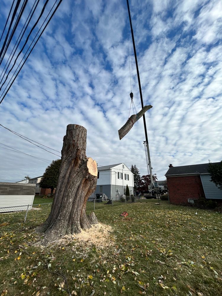 All Photos for Hingewood Tree Service in Salem, NJ