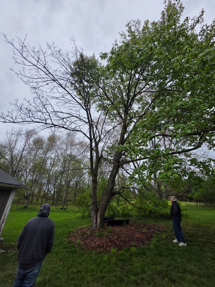 All Photos for D Hale Tree Service in Ann Arbor, MI