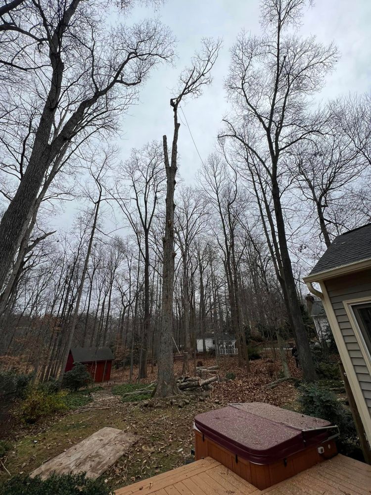 Tree Trimming and Removal for DIAZ TREE in Stafford, VA