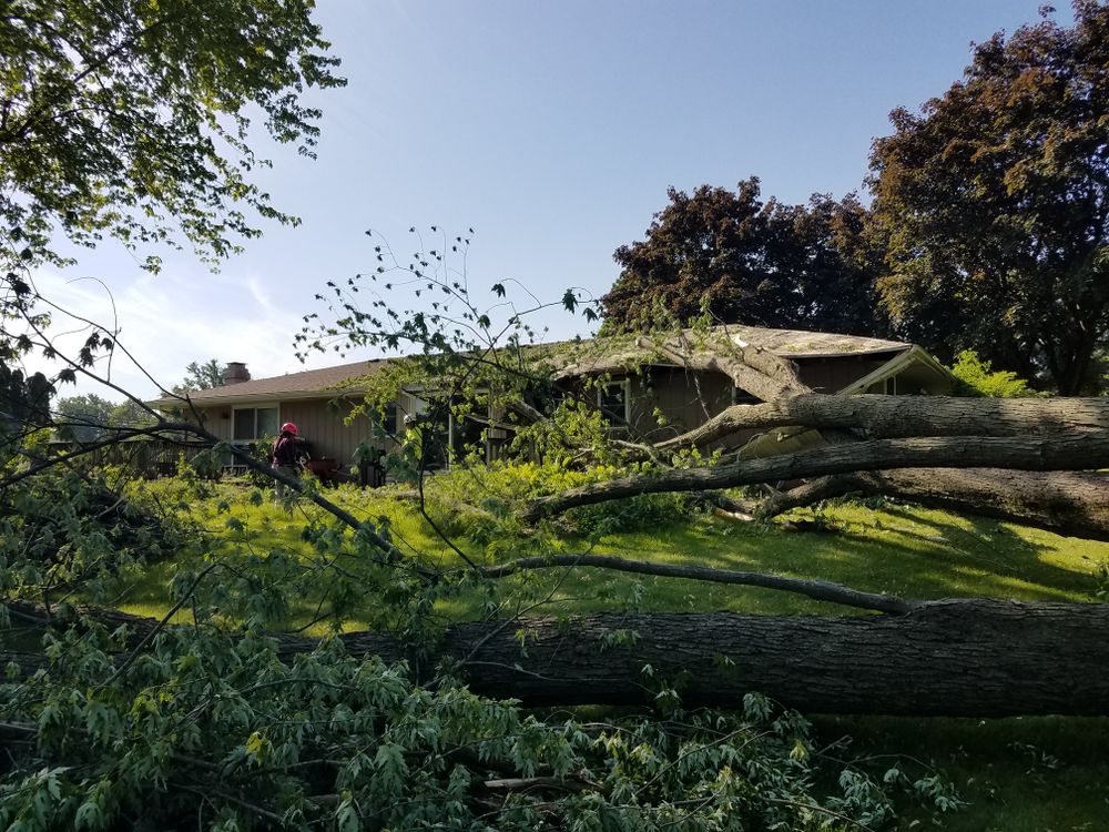 All Photos for O&O Tree Service in Rockford, IL