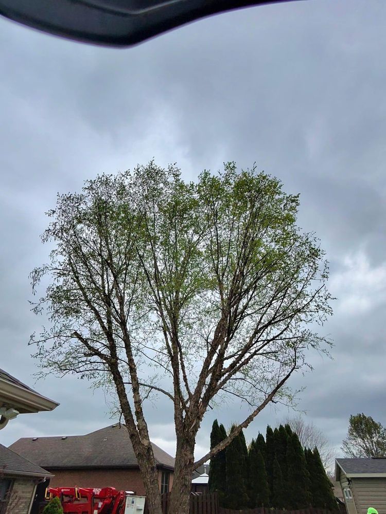 All Photos for F & F Tree Service in Beavercreek, OH