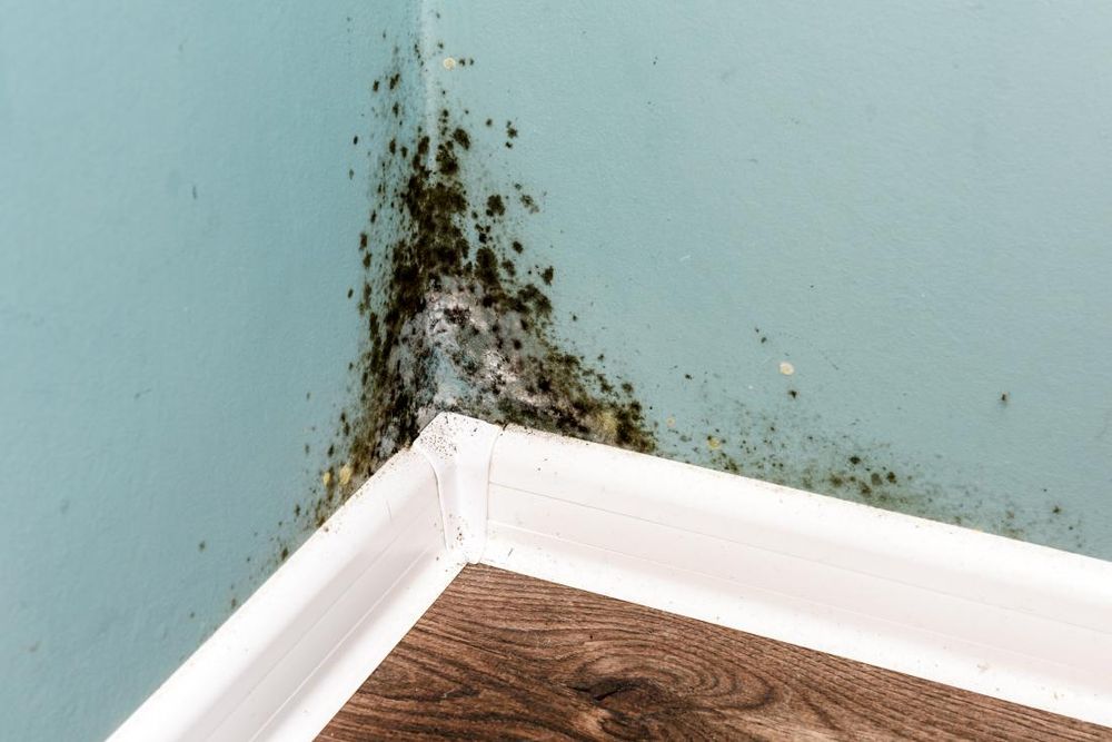 Our Mold Remediation service involves the removal and prevention of mold growth in your home, ensuring a clean and healthy living environment for you and your family. Contact us today! for N&D Restoration Services When Disaster Attacks, We Come In in Cape Coral,  FL