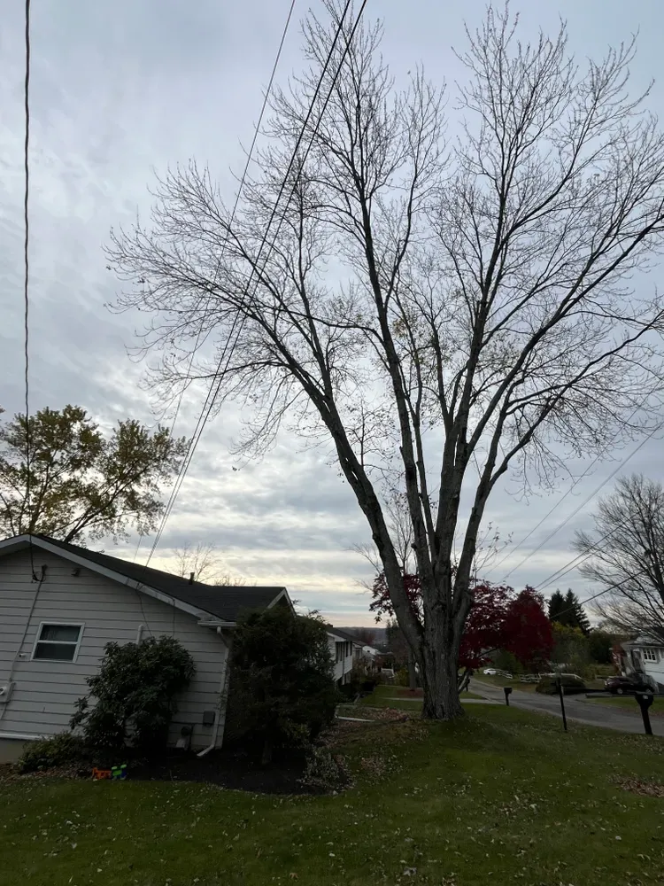 All Photos for Licensed to Cut Tree Service in Athens, PA