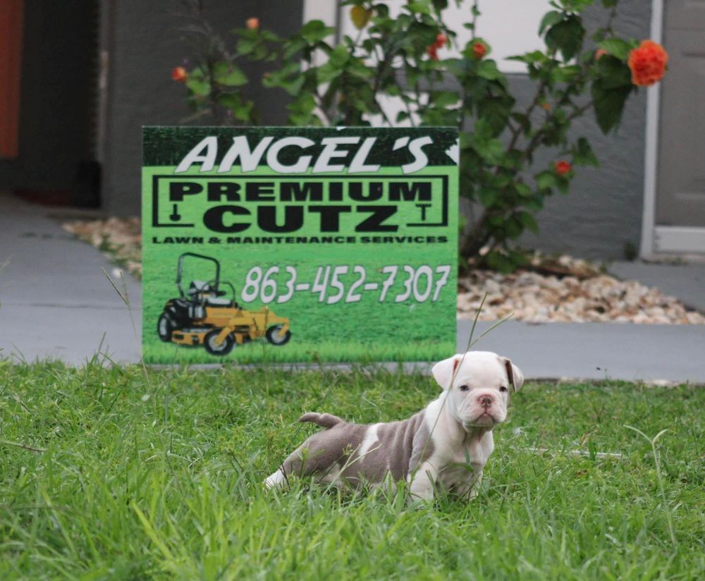 All Photos for Angels Premium Cutz LLC in Avon Park, FL